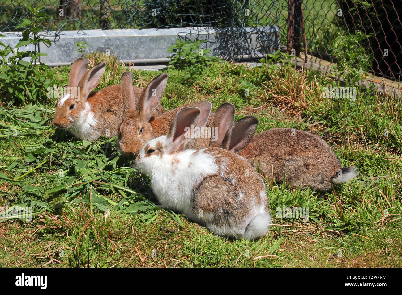 rabbits eating grass Stock Photo Alamy