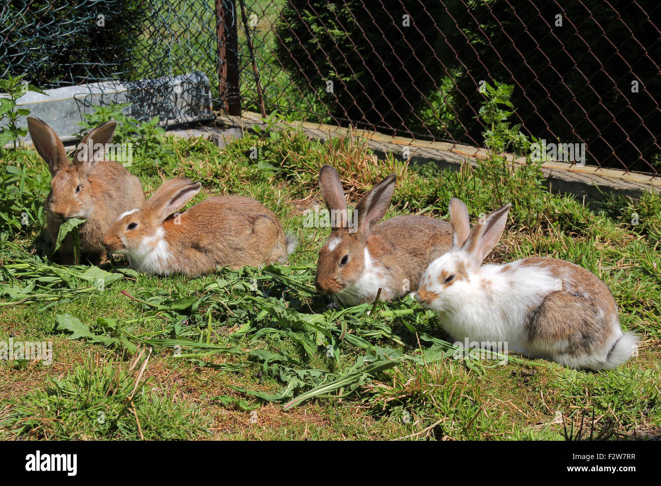 rabbits eating grass Stock Photo Alamy