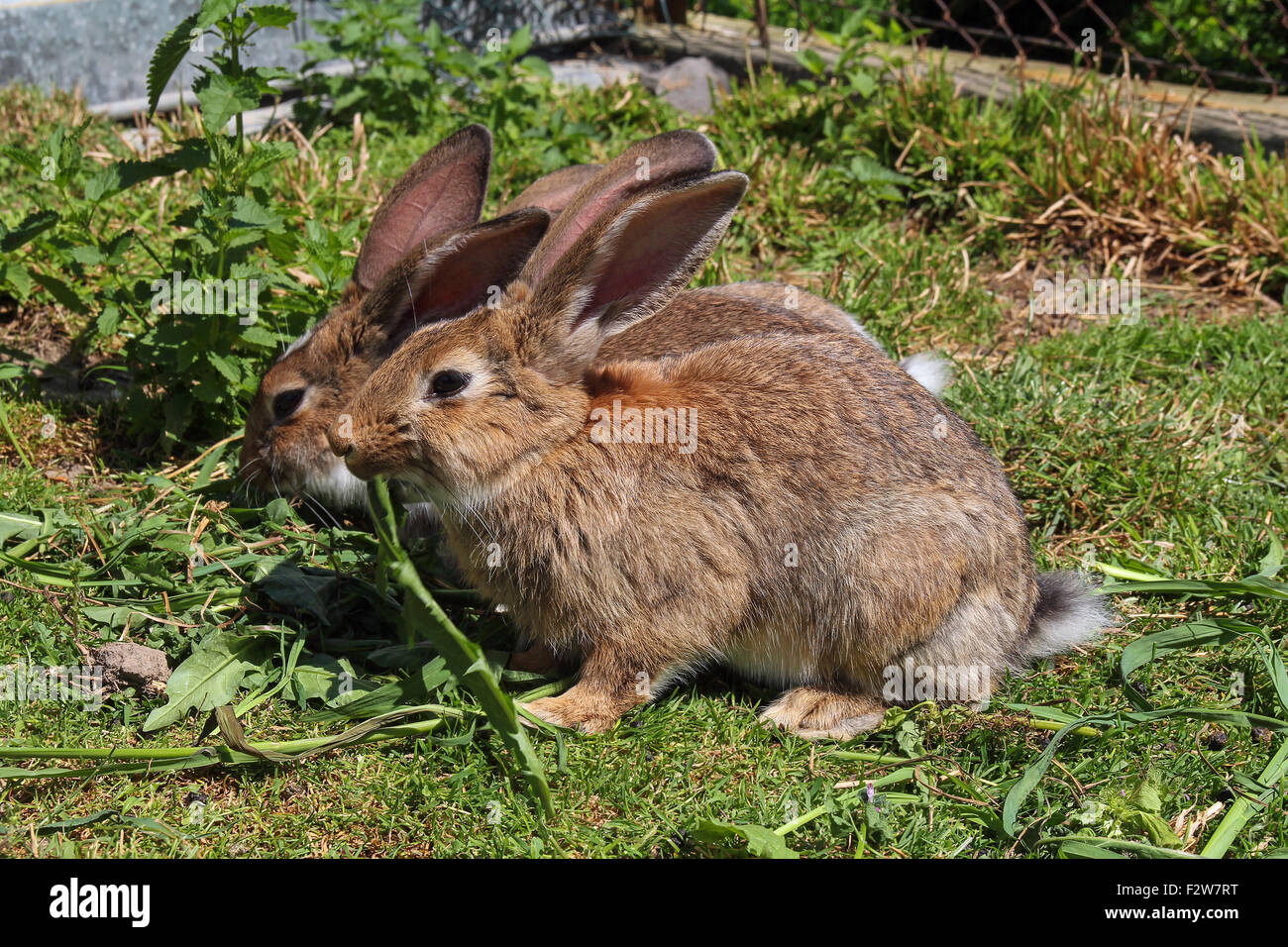 rabbits eating grass Stock Photo Alamy