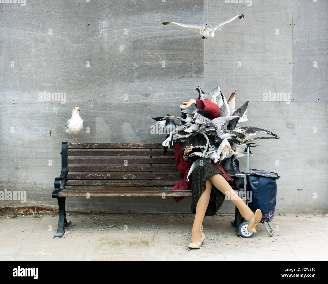 Attacking seagulls hi-res stock photography and images - Alamy