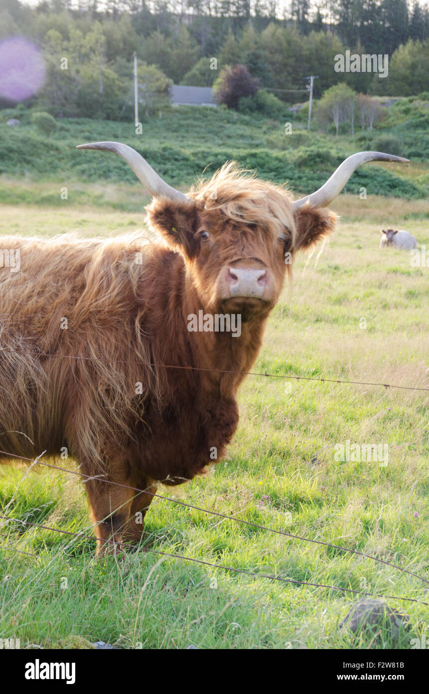 Highland cow and sheep in a field in the Scottish countryside Stock ...