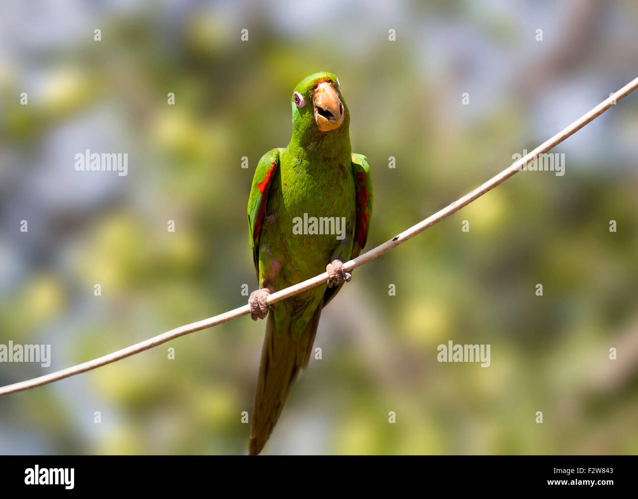 Pionus is a genus of medium-sized parrots native to Mexico, and Central and South America. Stock Photo