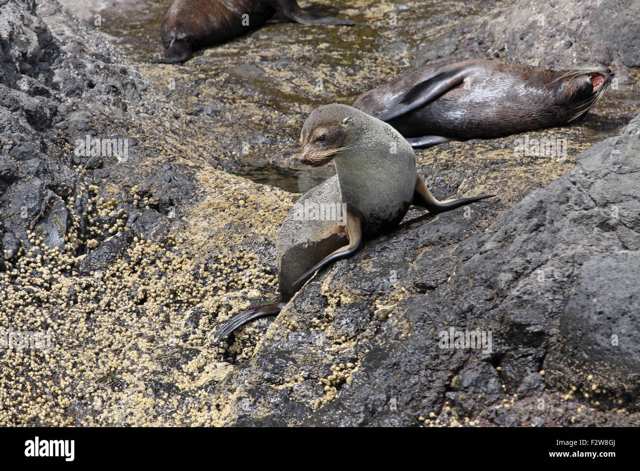 Seal bay new zealand hires stock photography and images Alamy