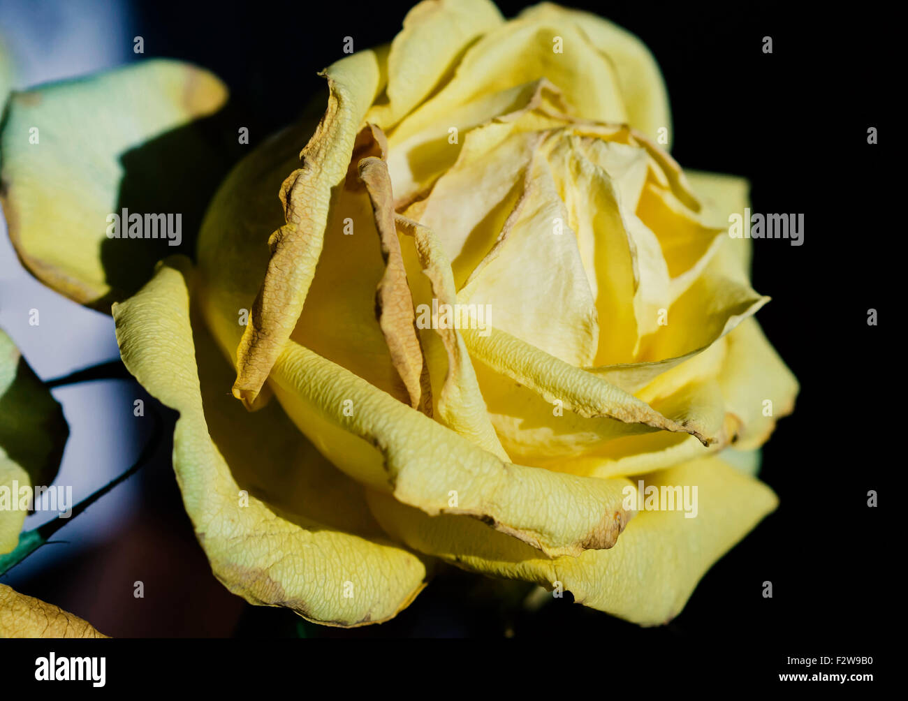 Lovely fading yellow rose close up Stock Photo - Alamy
