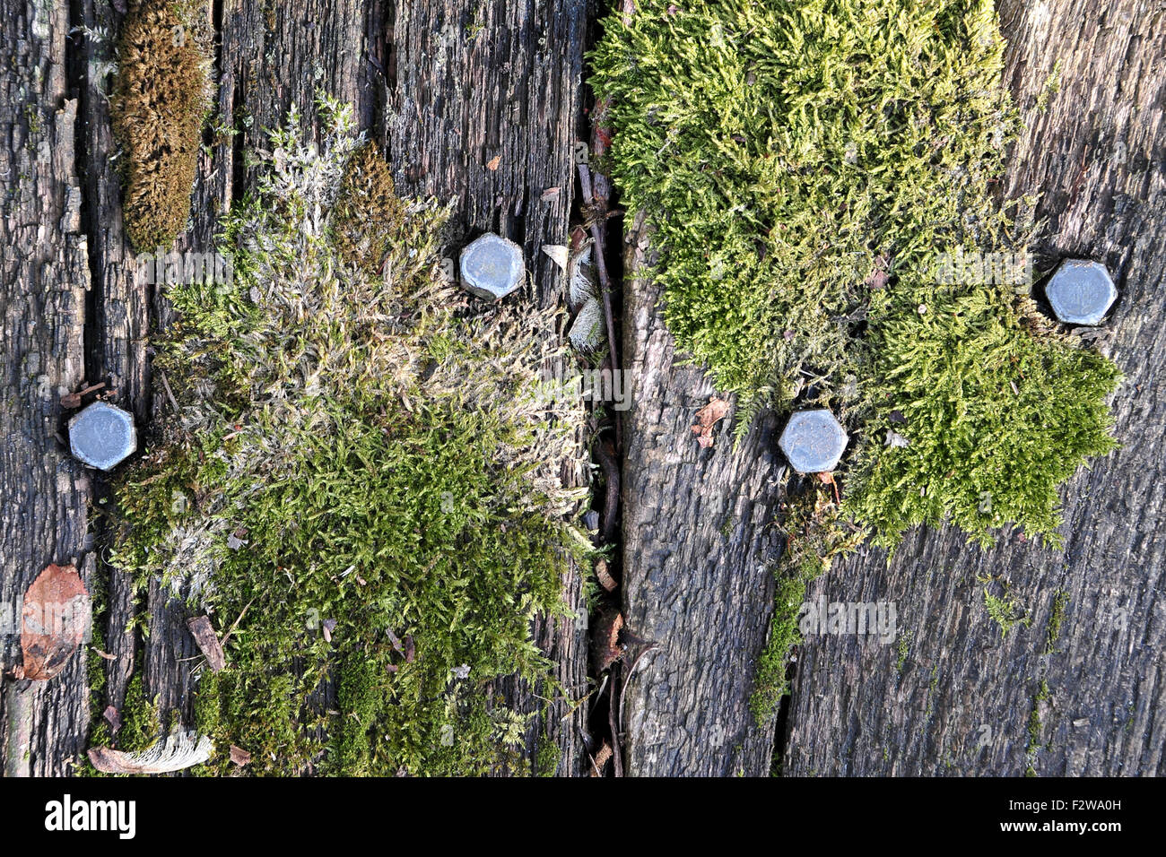 09.05.2015, Sandkrug, Lower Saxony, Germany - Moss on an old wooden plank. 0HD150509D042CAROEX.JPG - NOT for SALE in G E R M A Stock Photo