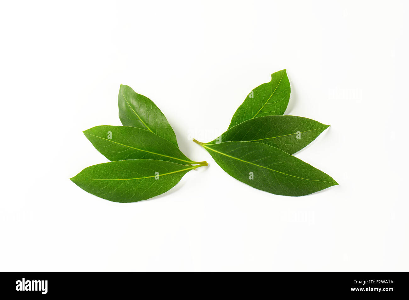 fresh bay leaves on white background Stock Photo Alamy