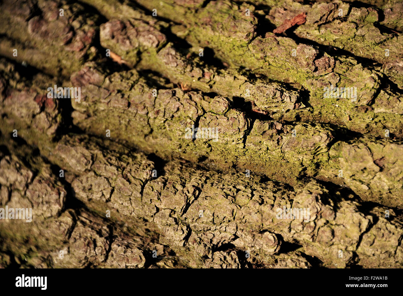 09.05.2015, Sandkrug, Lower Saxony, Germany - Bark of a tree. 0HD150509D047CAROEX.JPG - NOT for SALE in G E R M A N Y, A U S T Stock Photo