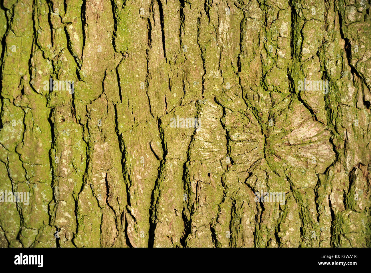 09.05.2015, Sandkrug, Lower Saxony, Germany - Bark of a tree. 0HD150509D048CAROEX.JPG - NOT for SALE in G E R M A N Y, A U S T Stock Photo