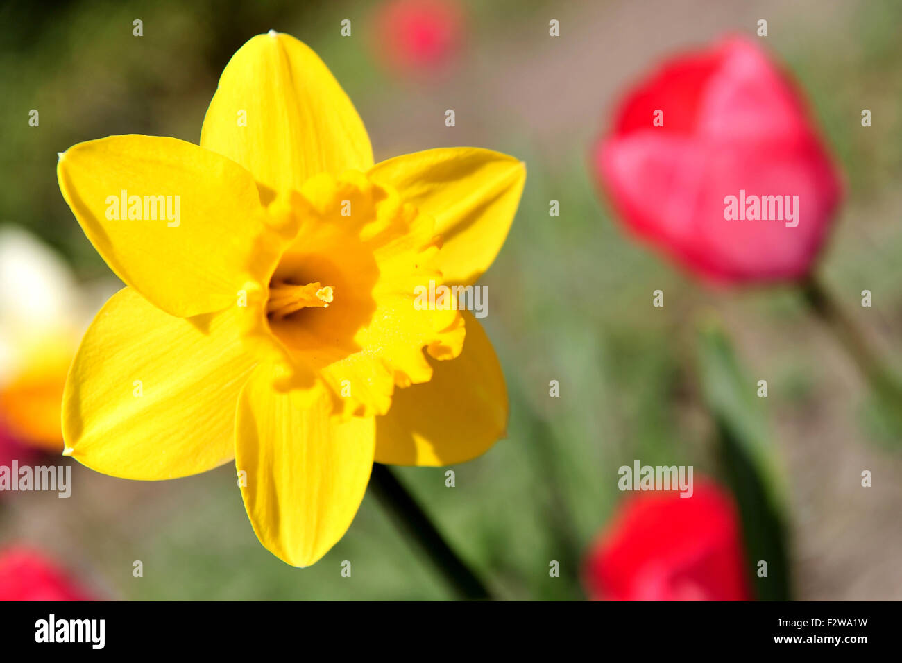 09.05.2015, Wardenburg, Lower Saxony, Germany - Narcissus and tulips in a garden. 0HD150509D050CAROEX.JPG - NOT for SALE in G E Stock Photo