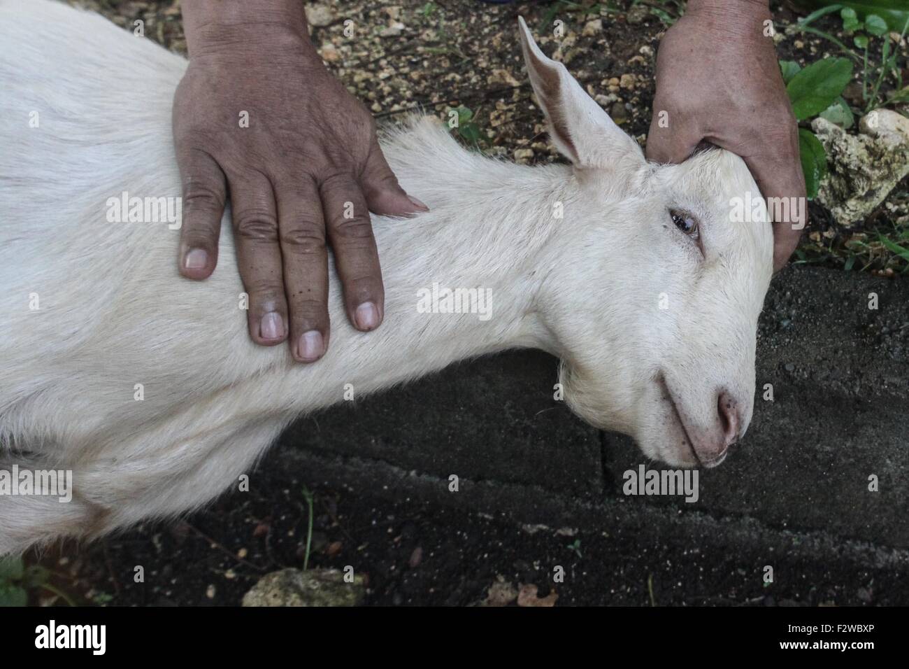 A goat ready for slaughtering as sacrificial animal during the celebration of Eid alAdha (Feast