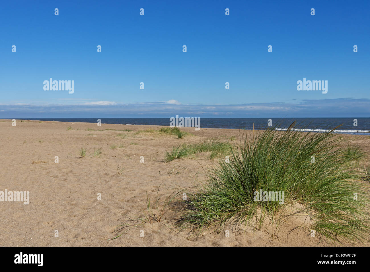 Marram Grass (Ammophila Arenaria) on a beach on the East Coast of the UK Stock Photo