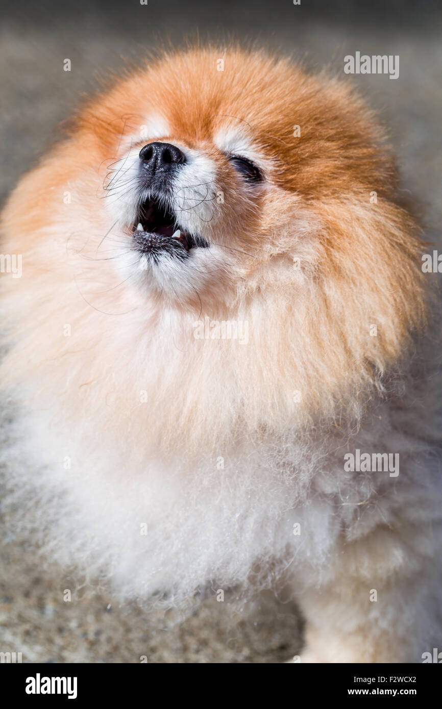 Cute Pomeranian dog face close up shot. Stock Photo