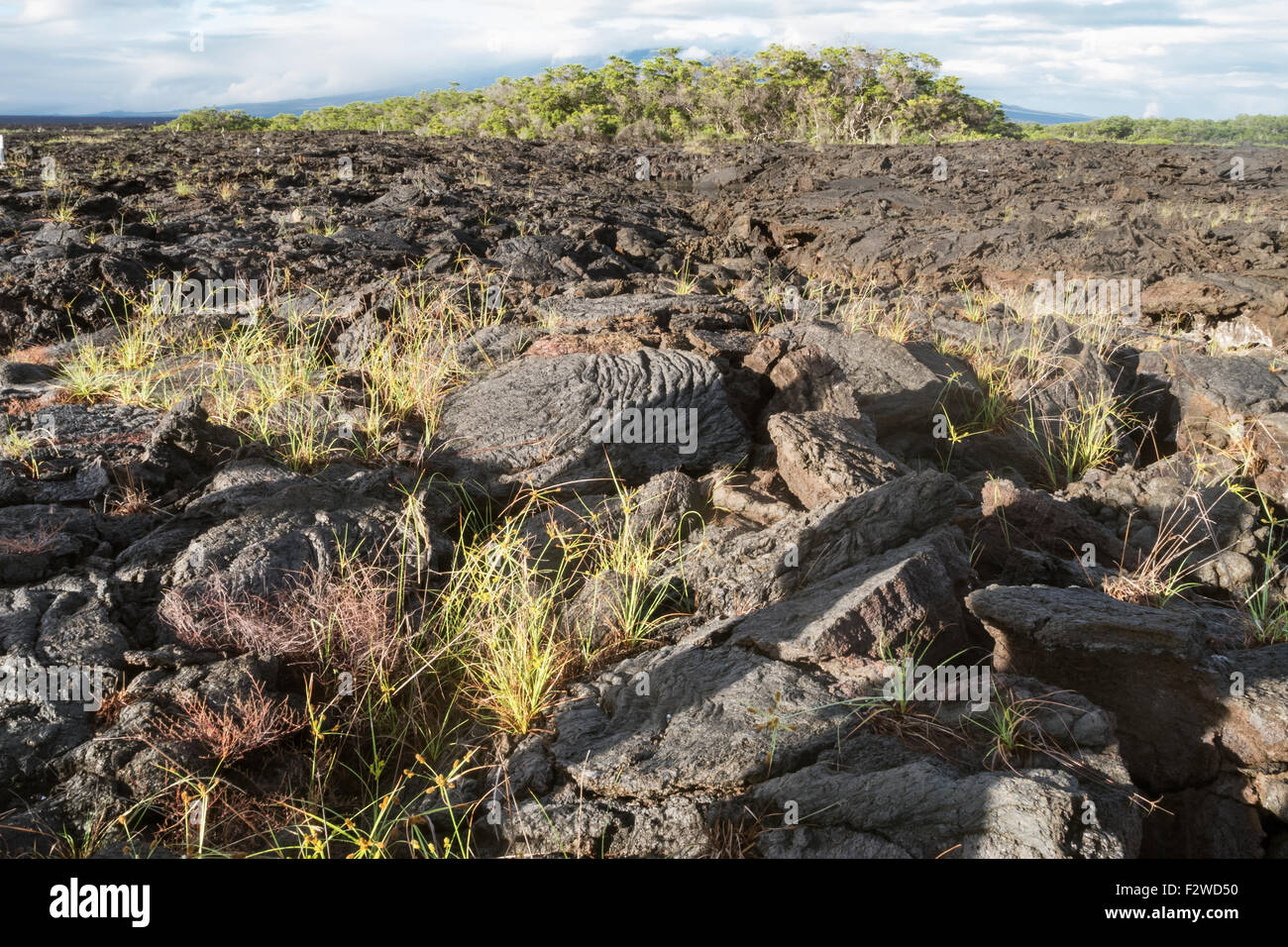 Lava field with ropy pahoehoe on Isabela Stock Photo