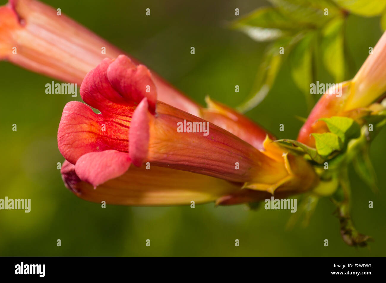 Tubular flower of the deciduous climbing trumpet vine, Campsis x tagliabuana 'Madame Galen' Stock Photo