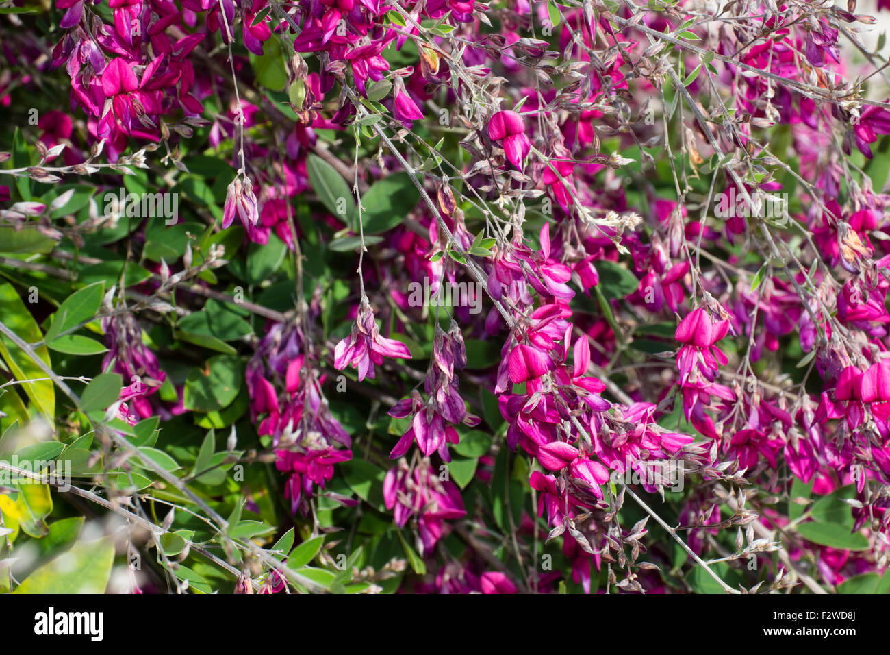Cascading branches and pink pea flowers of the perennial bush clover, Lespedeza thunbergii Stock Photo