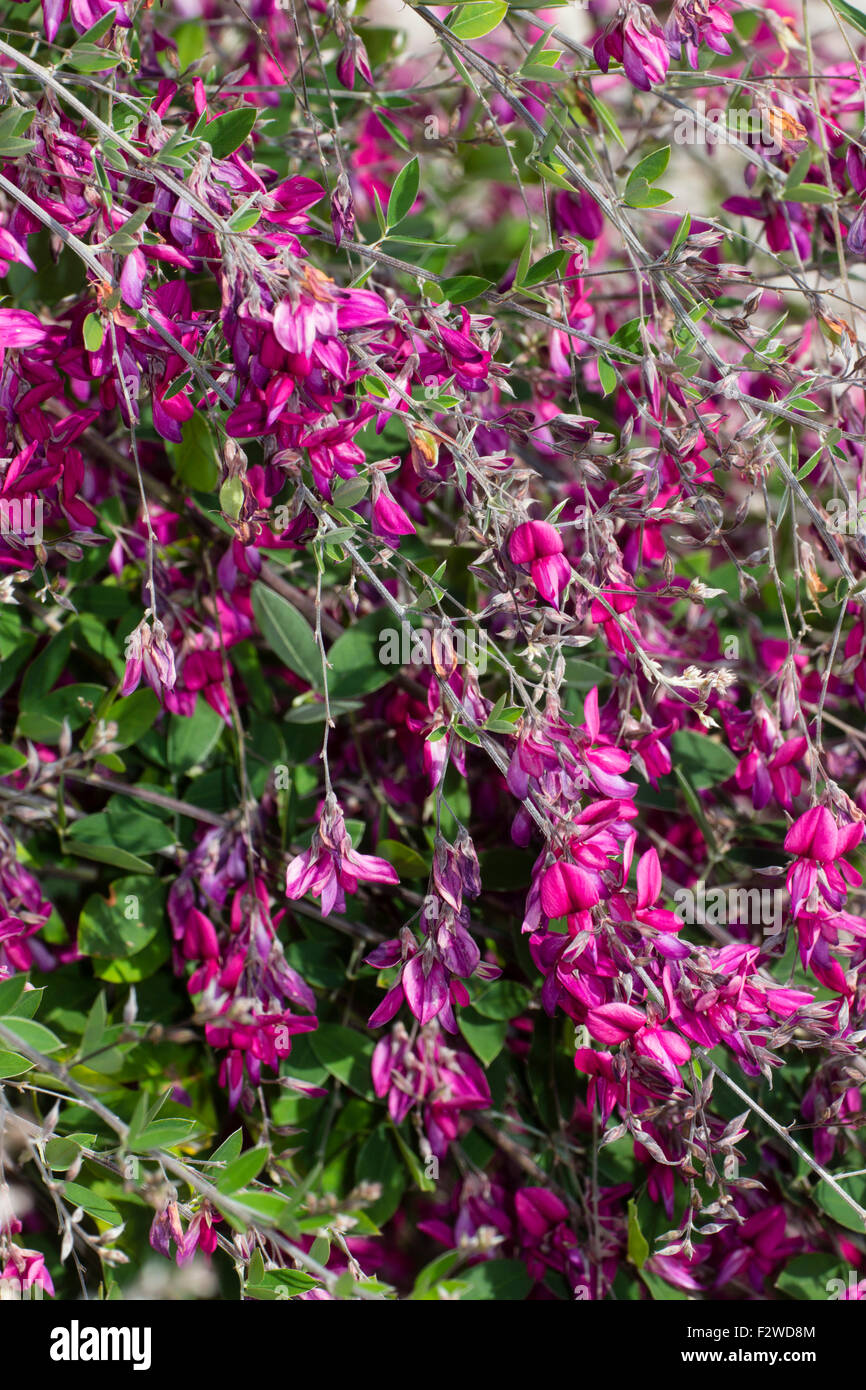 Cascading branches and pink pea flowers of the perennial bush clover, Lespedeza thunbergii Stock Photo