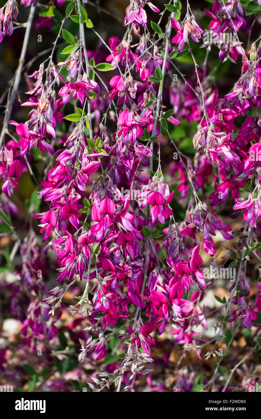 Cascading branches and pink pea flowers of the perennial bush clover, Lespedeza thunbergii Stock Photo