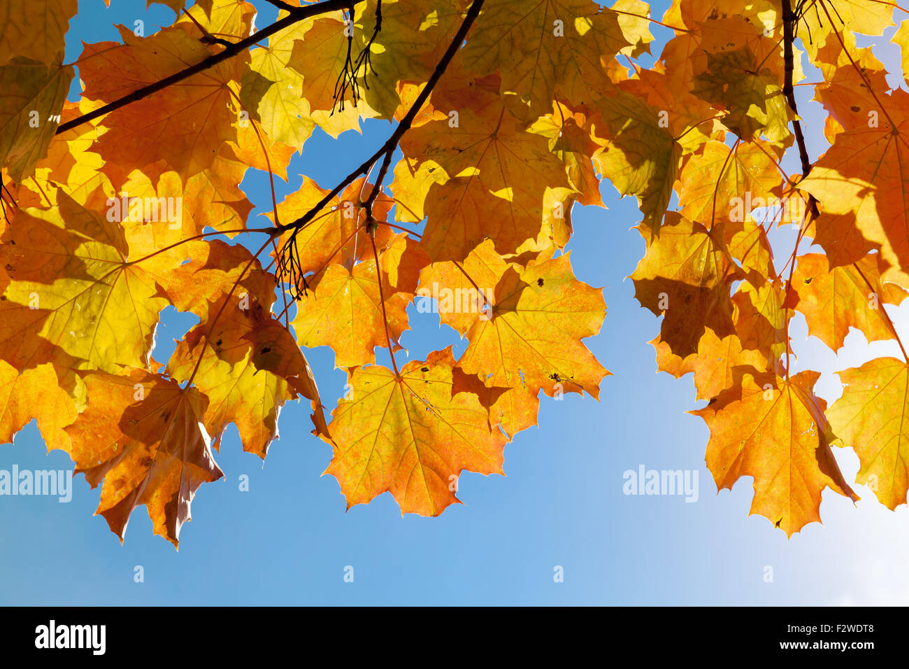 Yellow autumn maple leaves over blue sky background Stock Photo - Alamy