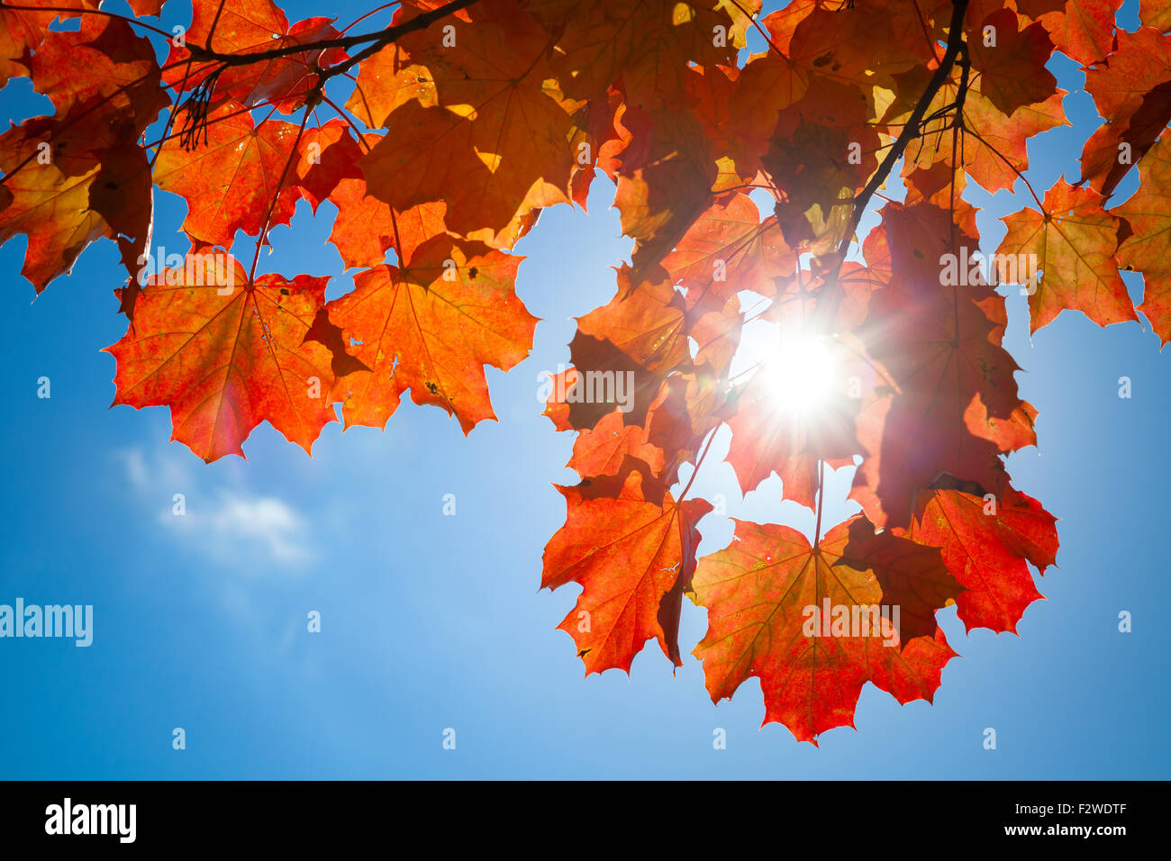 Sun is shining through red autumn maple leaves on blue sky background ...