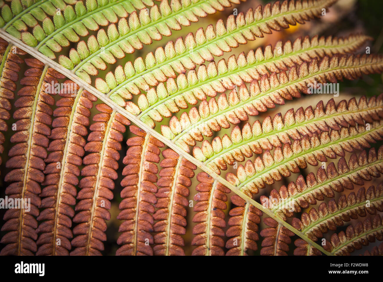 Fragment of autumnal fern leaves, natural macro photo Stock Photo