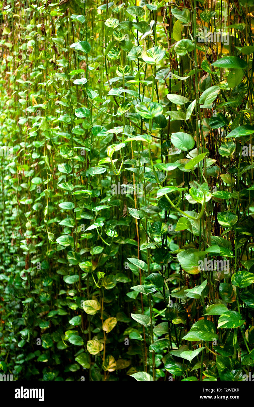 Background with tropical plants in a green house Stock Photo - Alamy