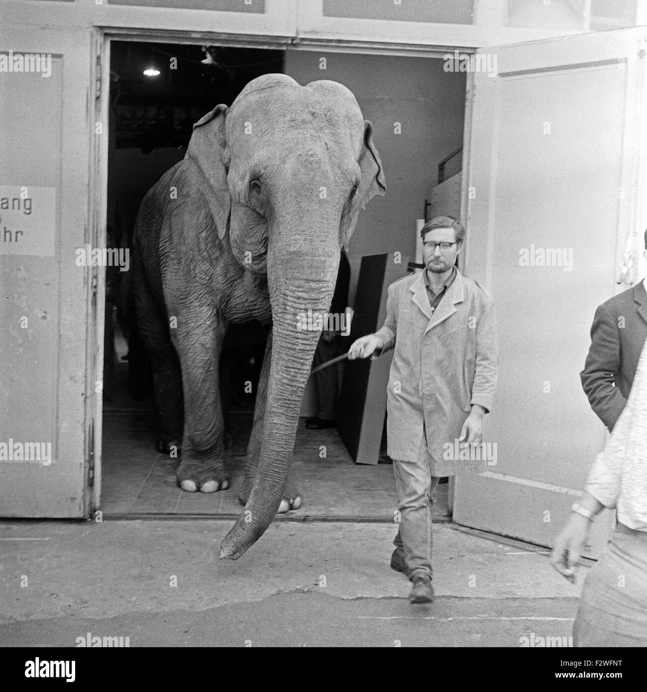 Die Drehscheibe, Boulevardmagazin, Deutschland 1967, ein Elefant kommt ins Studio Stock Photo