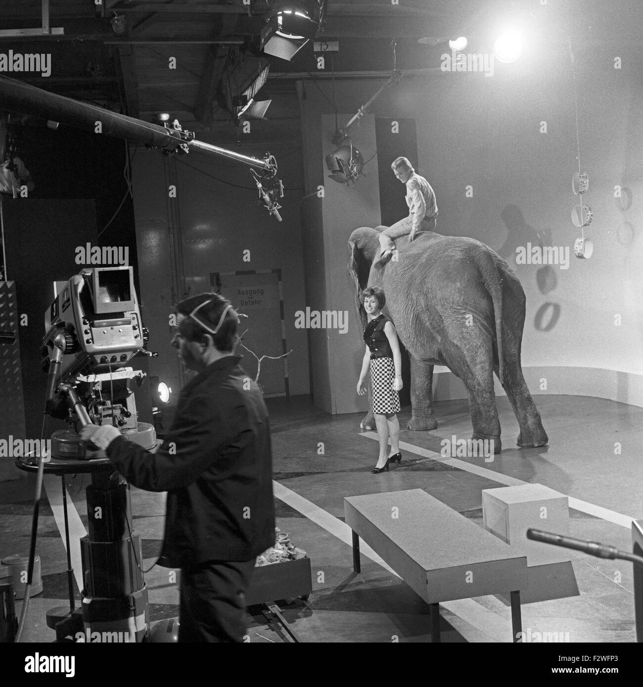 Die Drehscheibe, Boulevardmagazin, Deutschland 1967, ein Elefant kommt ins Studio; daneben: Moderatorin Rut Speer Stock Photo
