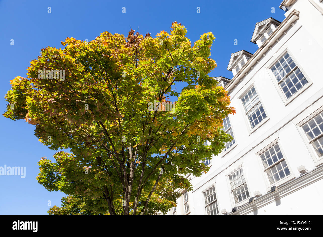 Tree at the start of Autumn with a building in the background, Nottingham, England, UK Stock Photo