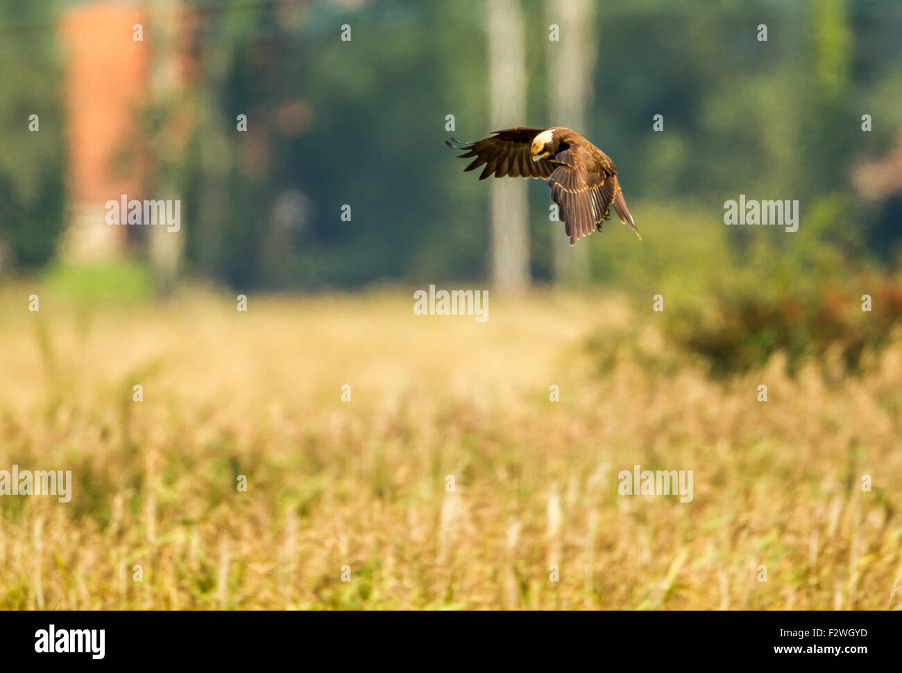 Marsh Harrier looking for its next meal Stock Photo