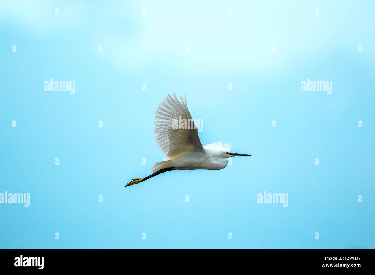 little egret in flight Stock Photo