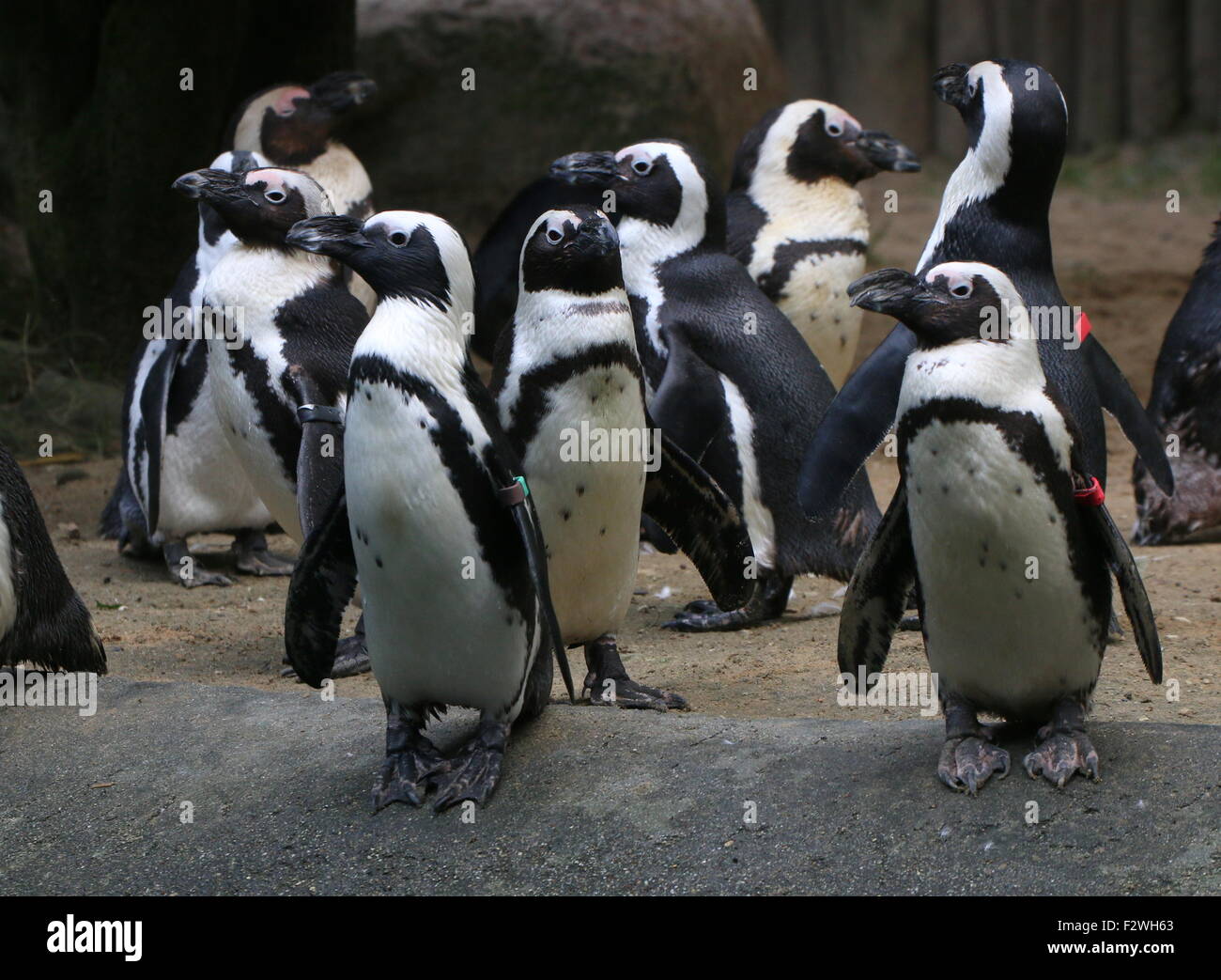 Large group of Black footed penguins (Spheniscus demersus), a.k.a. African penguin or Jackass penguin Stock Photo