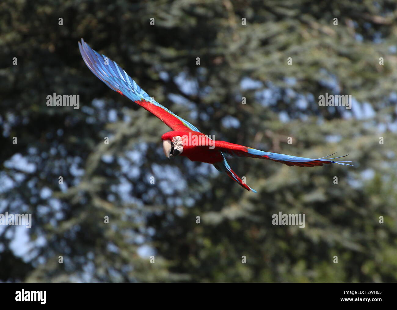 South American Red-and-green Macaw (Ara chloropterus) in flight. A.k.a. Green winged Macaw Stock Photo