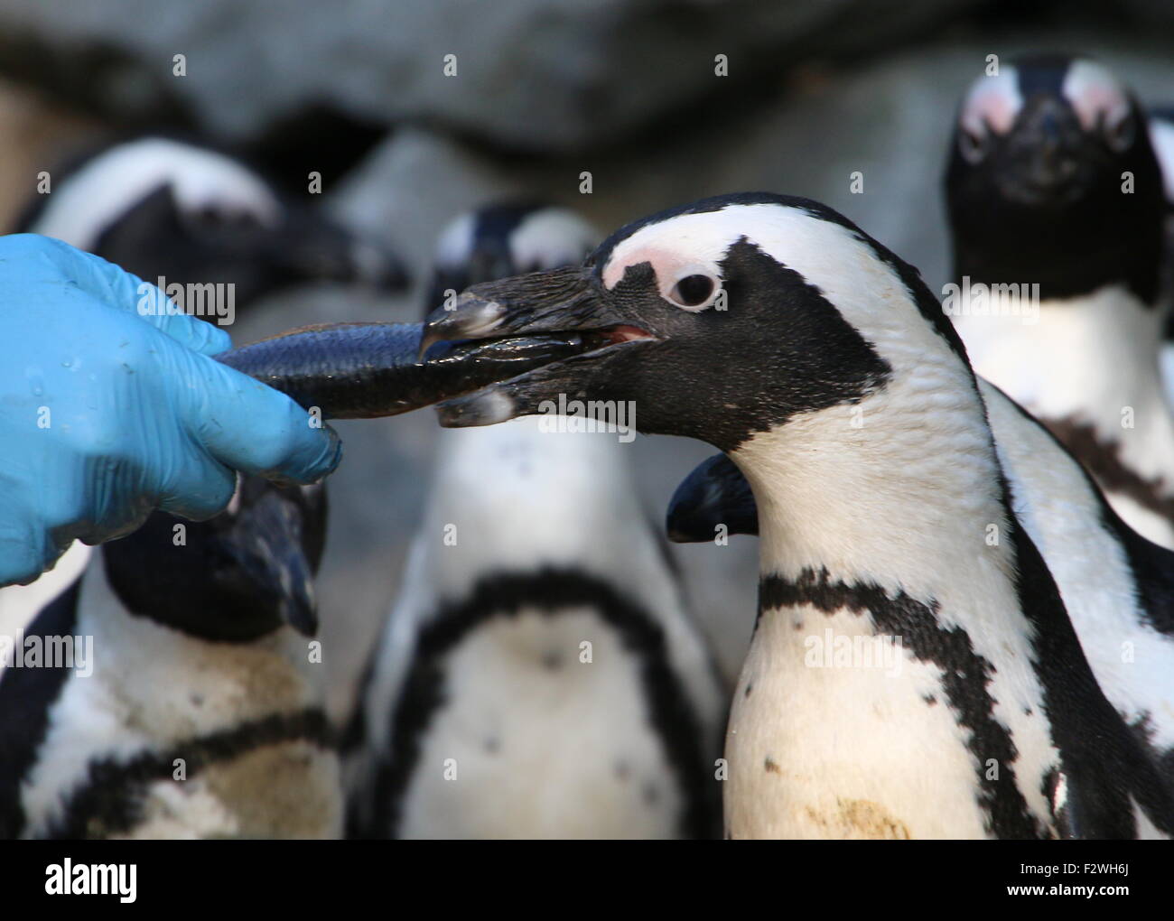 African Black footed penguins (Spheniscus demersus) being fed fish by a bird handler at Burgers Zoo, Arnhem, The Netherlands Stock Photo