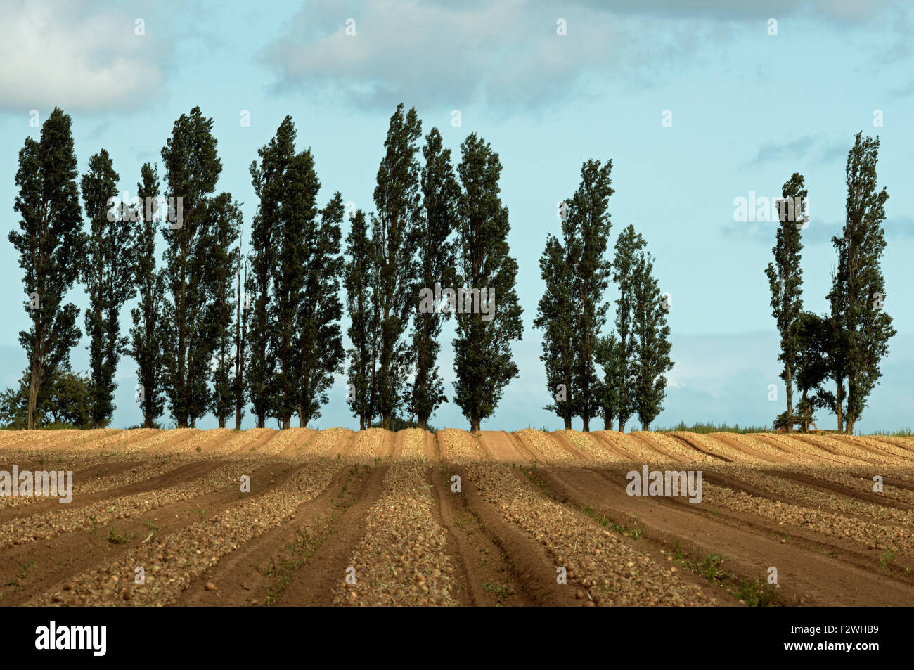 Onion harvest Hollesley Suffolk UK Stock Photo Alamy