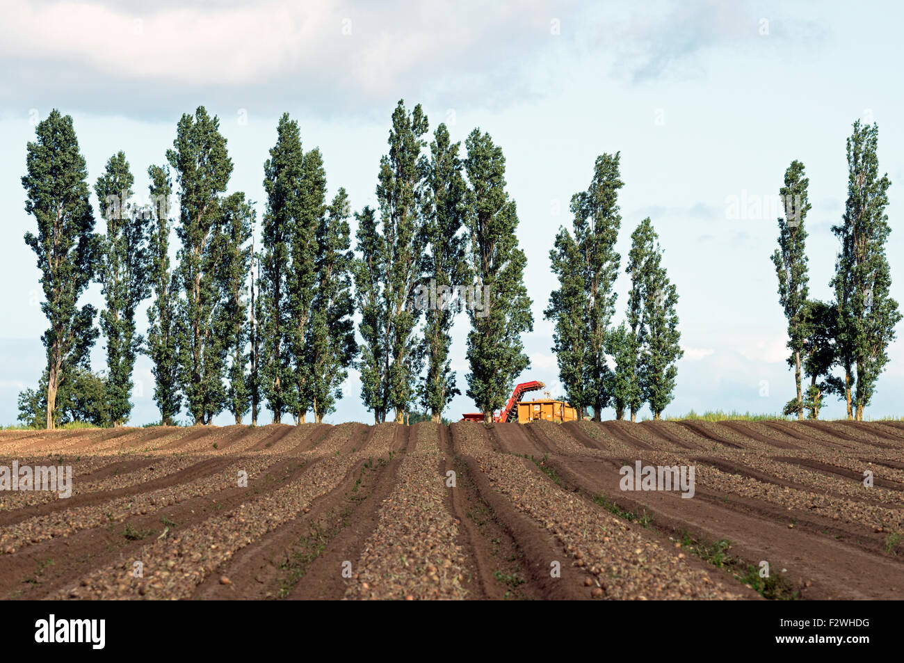Onion harvest Hollesley Suffolk UK Stock Photo Alamy