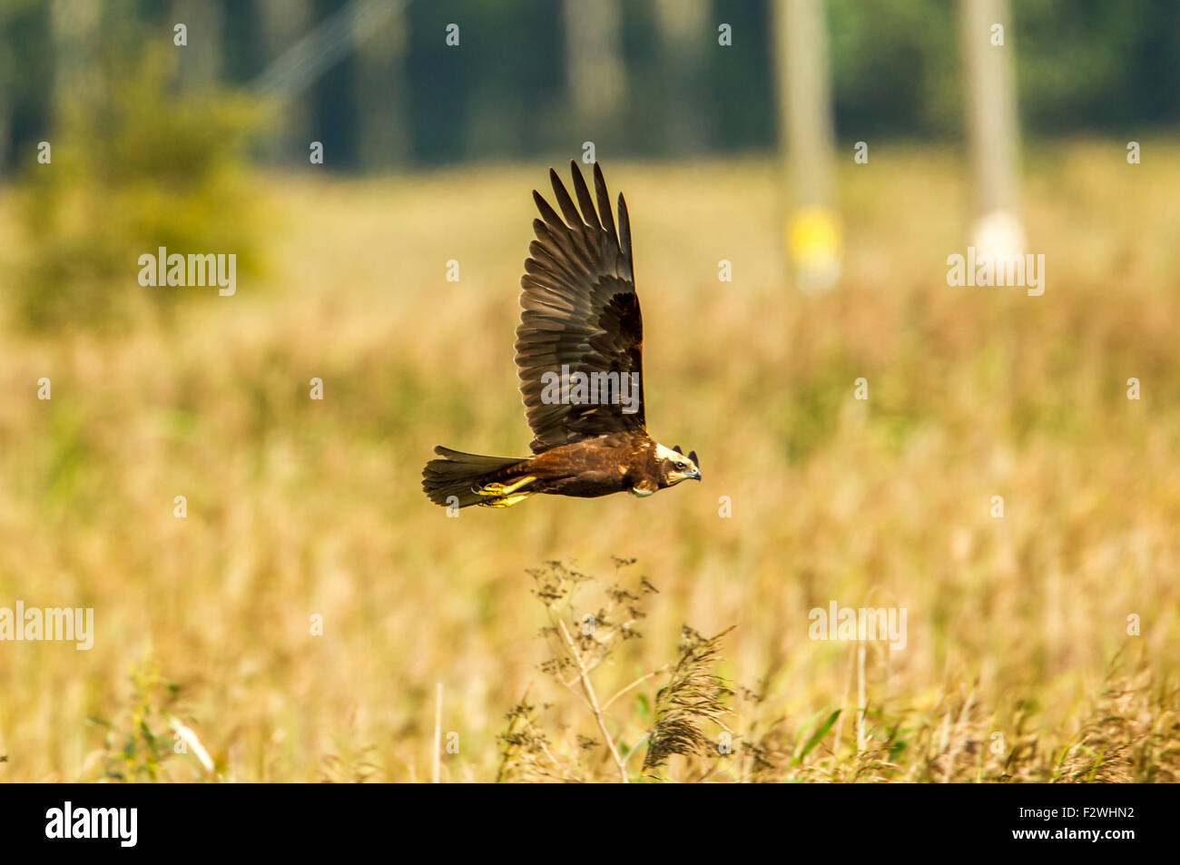 Marsh Harrier looking for its next meal Stock Photo