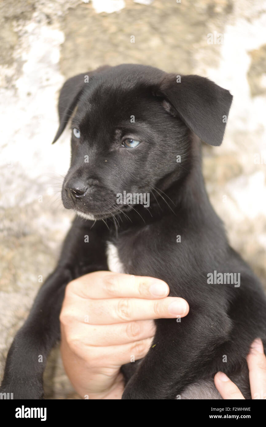 Bridgend, Wales, UK. 24th September, 2015. RUGBY WORLD PUP Dogs Trust ...