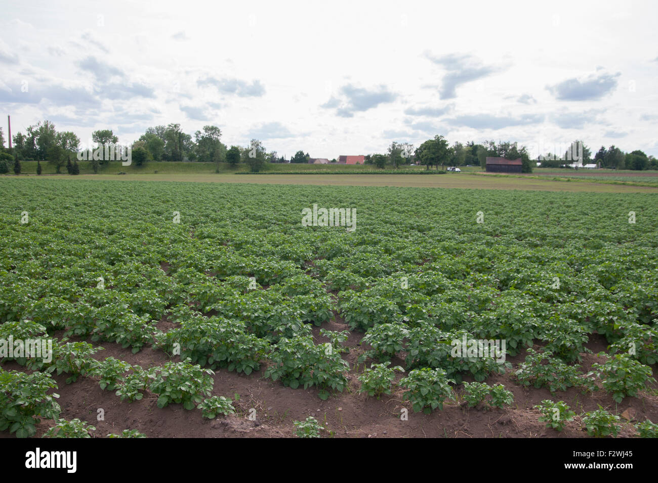 Potato Acre Plants Knoblauchsland Nuremberg Germany Stock Photo