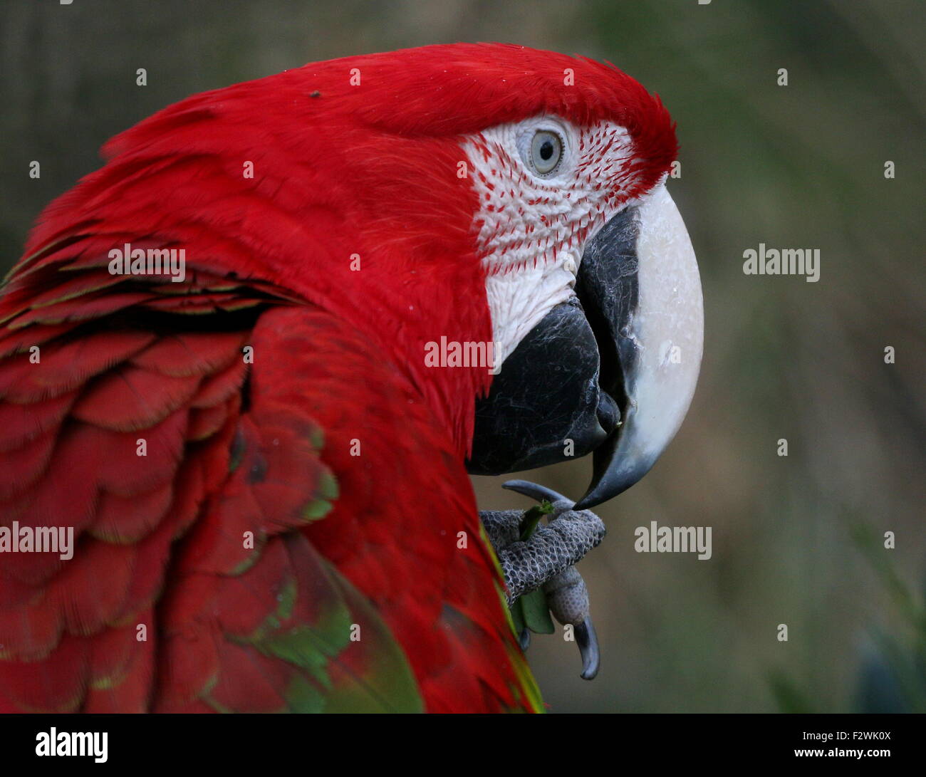 South American Red-and-green Macaw (Ara chloropterus) a.k.a Green winged Macaw. Close-up of head and beak Stock Photo
