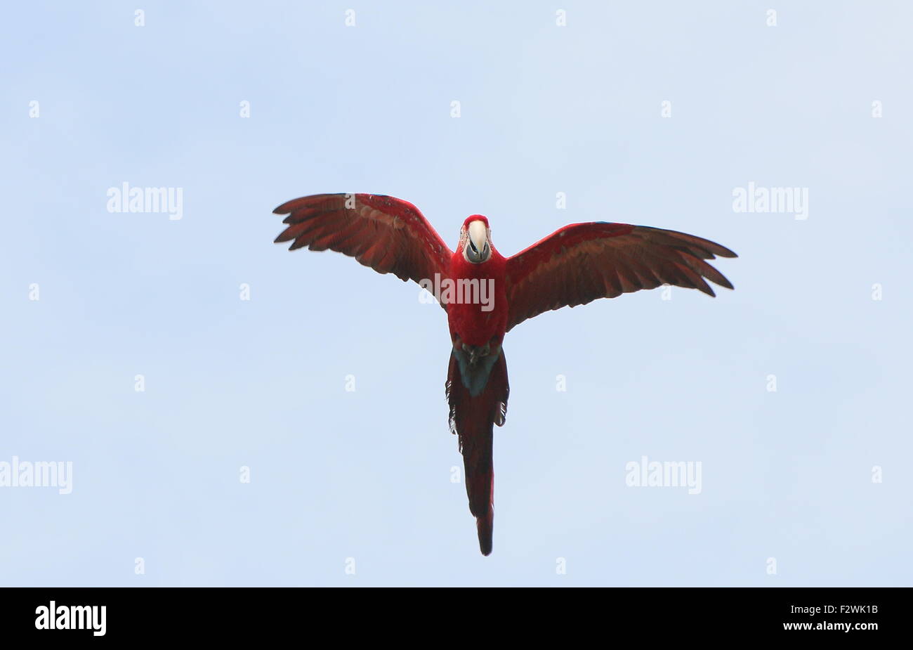 South American Red-and-green Macaw (Ara chloropterus) in flight against a blue sky, a.k.a. Green winged Macaw Stock Photo