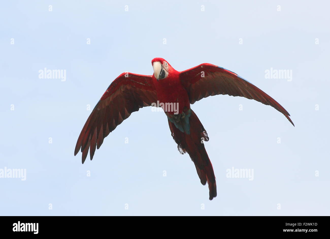 South American Red-and-green Macaw (Ara chloropterus) in flight against a blue sky, a.k.a. Green winged Macaw Stock Photo