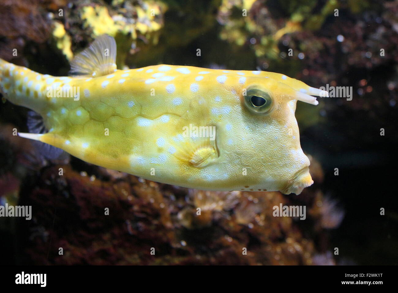 Longhorn cowfish (Lactoria cornuta), native to the Red Sea and Indian Ocean. A.k.a. horned boxfish Stock Photo