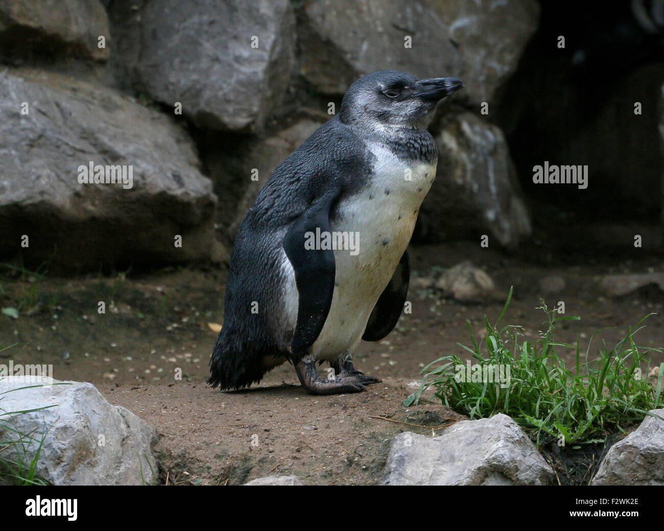 Juvenile Black footed penguin (Spheniscus demersus), a.k.a. African penguin or Jackass penguin Stock Photo