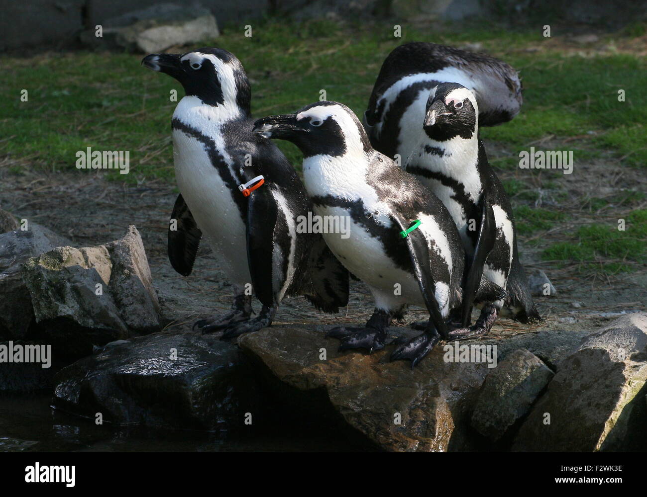 Three Black footed penguins (Spheniscus demersus) on the shore, a.k.a. African penguin or Jackass penguin Stock Photo