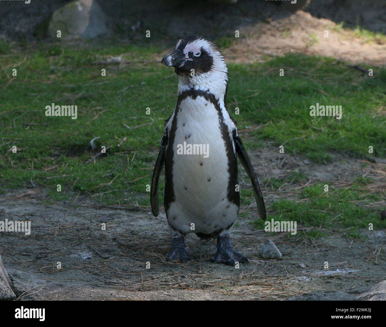 Juvenile Black footed penguin (Spheniscus demersus,), a.k.a. African penguin or Jackass penguin Stock Photo