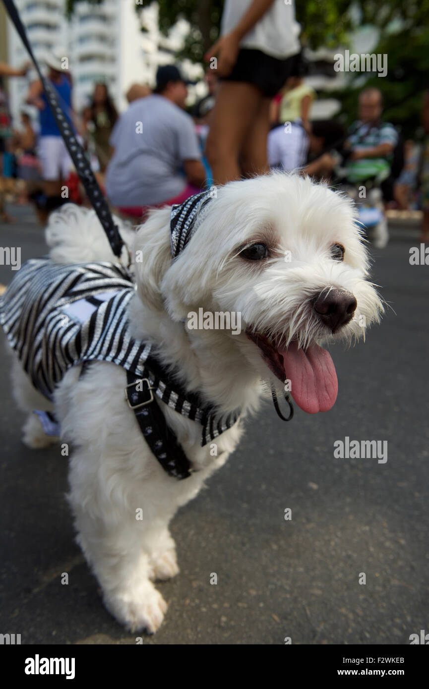 Happy white dog wearing costume arrives at the Rio Blocao Animal Carnival parade for dogs Stock Photo