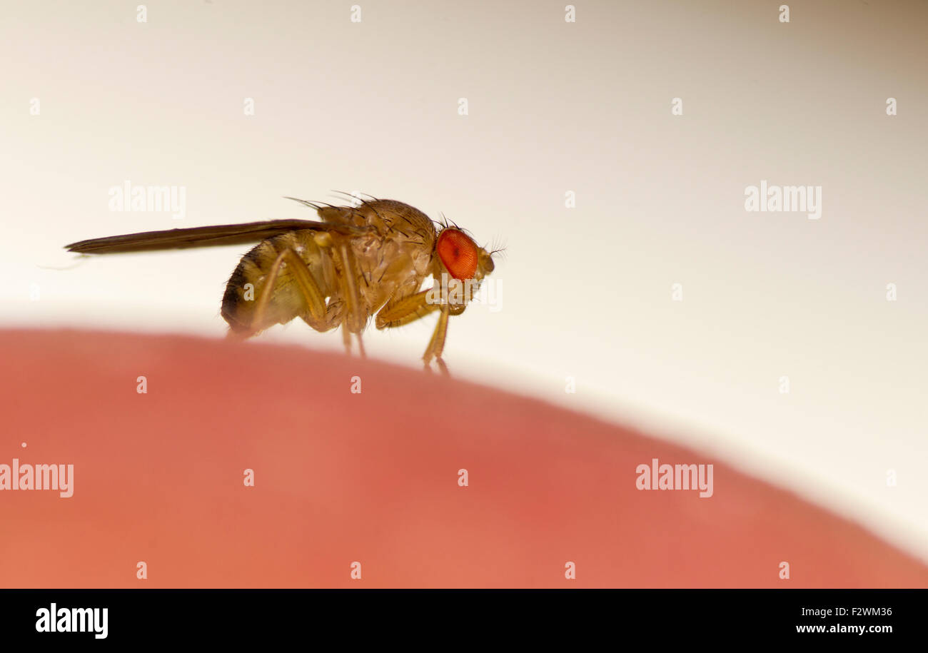 Fruit fly Stock Photo