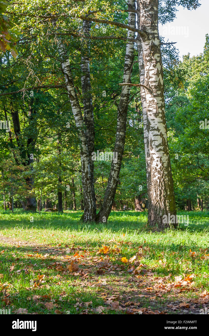 Autumn In The City Park Stock Photo - Alamy
