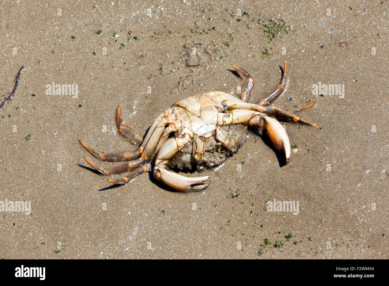A dead crab on the beach at Baie de Pen-Bé, Loire-Atlantique, France Stock Photo