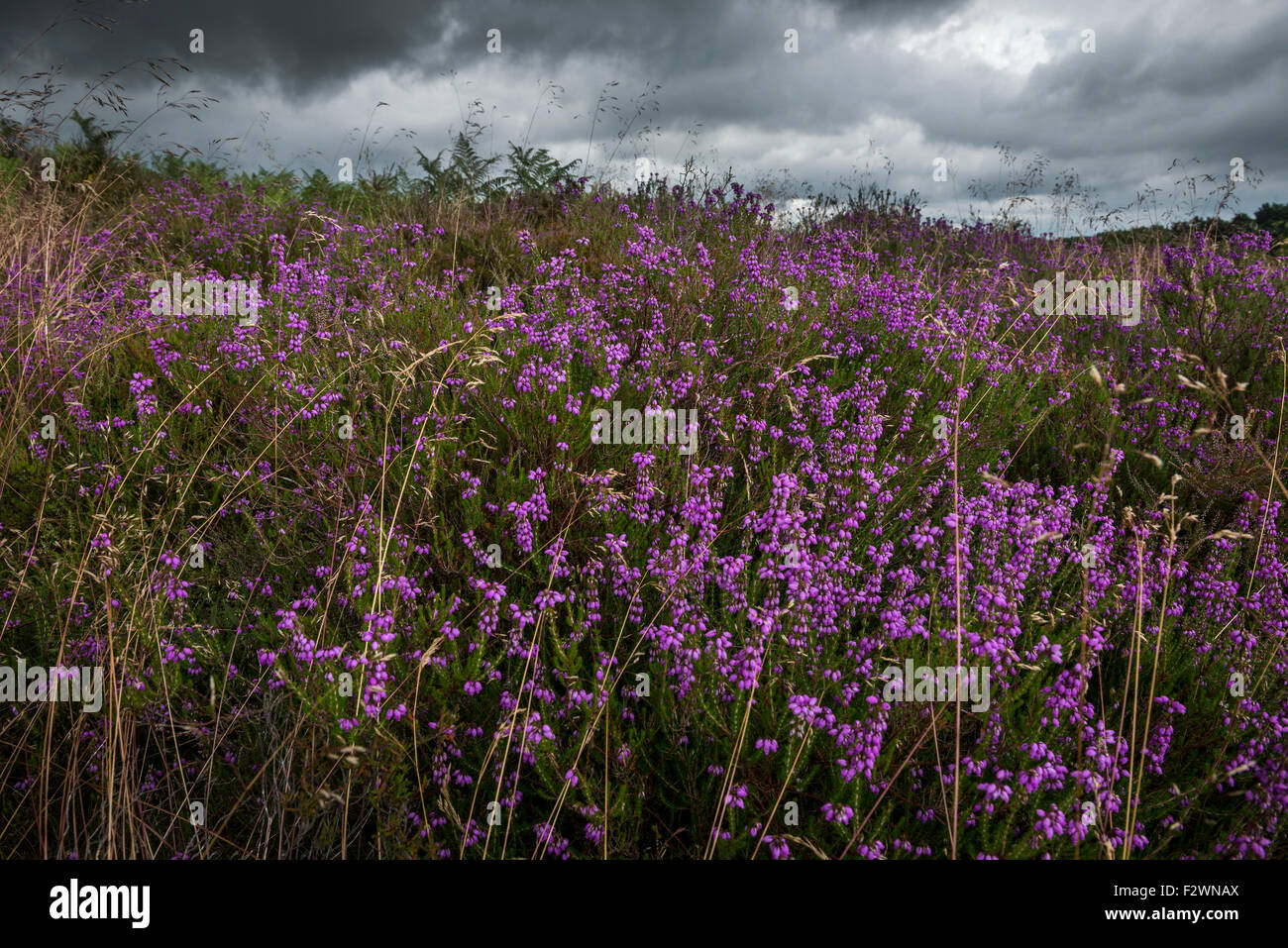 Wild heather in bloom on Southern English heathland. Stock Photo